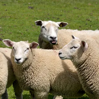 Schafe auf der Wiese
