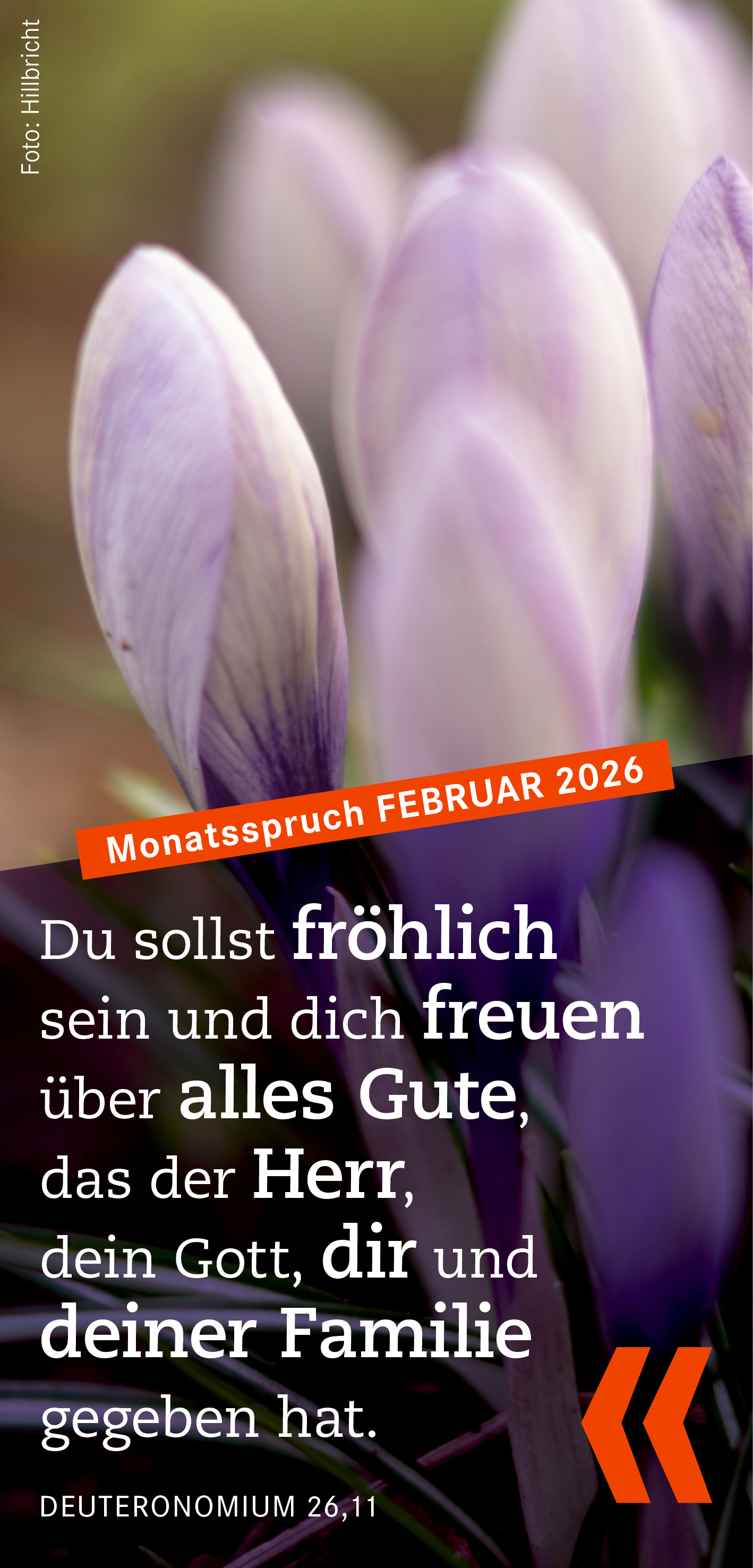 Monatsspruch Februar 2026