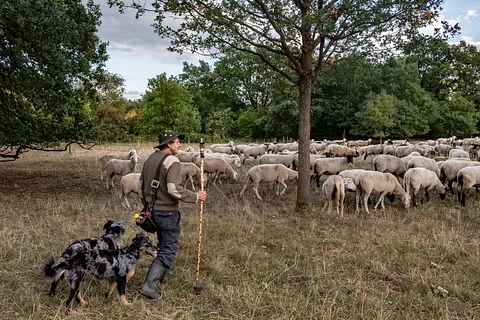 Schäfer mit Schafherde
